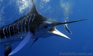 Требуется реализатор на рыболовную точку #822699