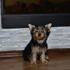 Йорки Донецк Макеевка #768152