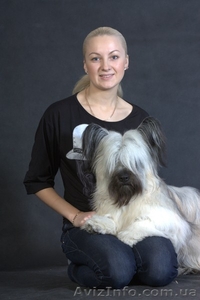 Питомник скай терьеров 