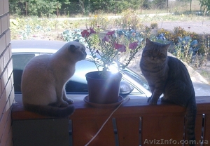 Хорошим людям- плюшевое счастье. #828874