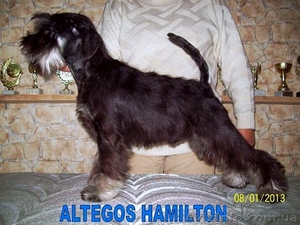 Цвергшнауцер,  мальчик чёрный с серебром #821030