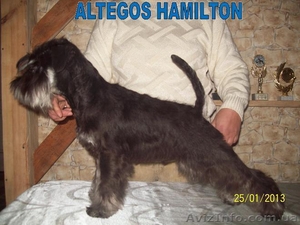 Щенки цвергшнауцера,  питомник #831860