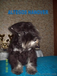 Цвергшнауцер,  щенки чёрные с серебром,  питомник  ALTEGOS #816837