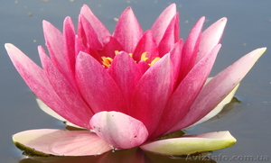 Водяные лилии,  кувшинки,  нимфеи,  водяной гиацинт,  водные растения #826134