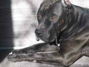  Буч,  серьёзный пёс красавец и аристократ #828995