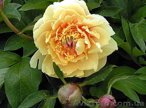 Древовидные пионы,  пионы ИТО гибриды,  травянистые пионы – более 70 сортов #821613