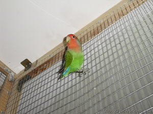 Неразлучники Розовощекие и Масковые #832832