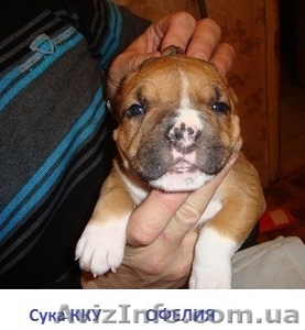 щенки американского стаффорда #828563
