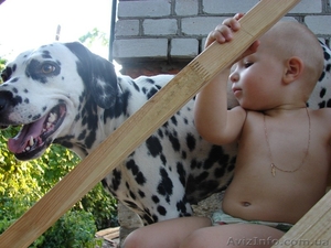 Дарю далматинцев #817746