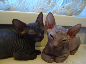 кошечка сфинкса по супер цене #818046