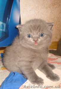 Британские котята и одна шотландская  #816976