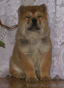 щенки короткошерстных чау чау смуф #822005