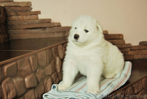 продаются клубные щенки самодской лайки(самоеда) #828670