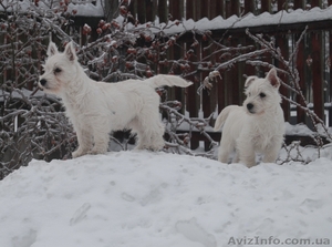 Вест хайленд уайт терьер #832878