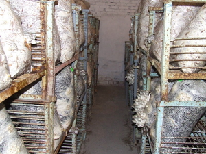 Грибные блоки вешенки #824787