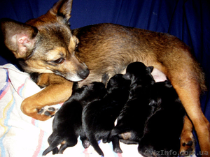 Щенки русского той-терьера #817094