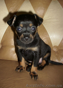 Чудесные щенки русского той-терьера #825387