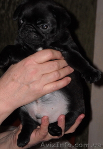 Продам выставочных щенков породы Мопс- документы КСУ,  черные и бежевые #826973