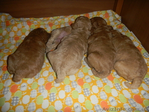 Уникальные щенки абрикосового пуделя #829642