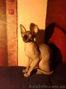 котята мальчики канадского сфинкса #826540