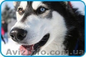 Отдам хаски бесплатно! #832760