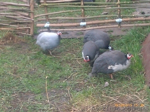 продам цесарок. цена договорная #816605