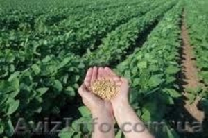 Покупаю сою с элеваторов и хозяйств #826652