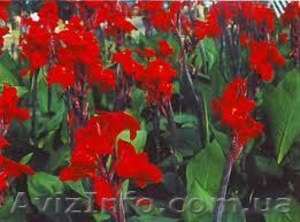 канны красные крупноцветковые #831182