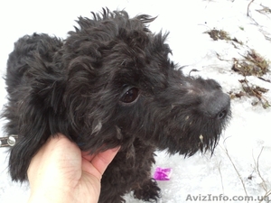 пудель ищет дом #830542