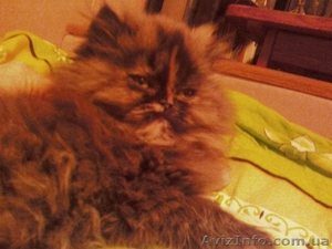 Продам персидских котят. #33526