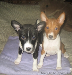 Продам высокопородных щенков Басенджа #827059