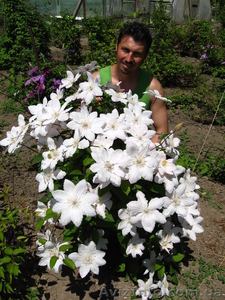 клематисы-ломонос #817675