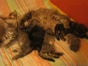 пролам по очень низкой цене (10 гр.) чудесных лечебных котят от мамы-ангорочки #825613