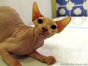 Молоденькая красавица канадочка. #829652