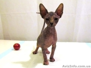 Самые хорошие котята! #829653