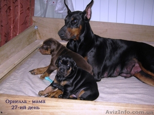 Щенки добермана от Чемпиона Европы #820450