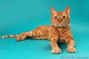 Уральские Рексы - кудрявые кошки #824946