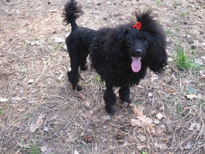 карликовые пуделя #829612