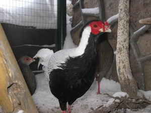 ПРОДАМ ФАЗАНОВ КУРОПАТОК #824783