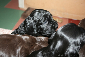 веселые щенки английского кокер-спаниеля #826719