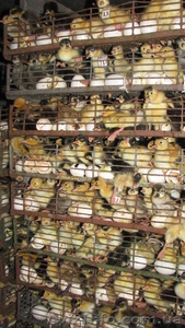 Инкубация яиц,  продажа цыплят,  утят,   #549498