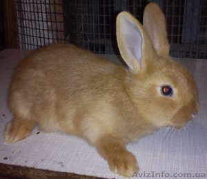 Племенные кролики -самцы #824976