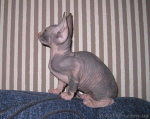 Чудесный подарок на рождество #815822