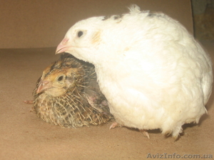 перепела продам #817711