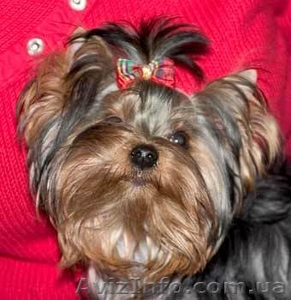 Продам мини йорка мальчик 8 месяцев 4000 грн #831988