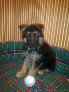 Продам щенков немецой овчарки #821831