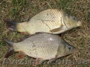 Рыба живая товарная #833001