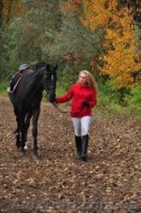 Подарочные сертификаты на уроки верховой езды #828730