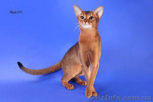 Абиссинские котята - американский тип,  питомник Sunrise  #816577