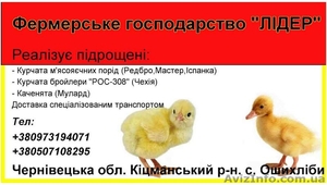 Підрощені курчата #831874